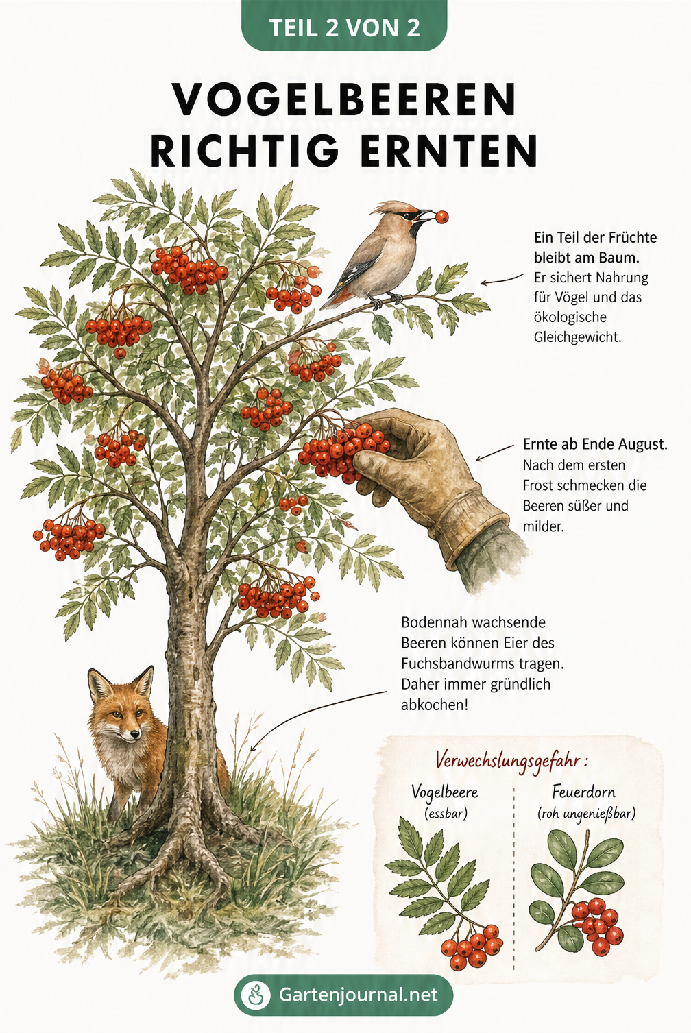 Illustration eines Ebereschen-Baums mit Tipps zur Ernte von Vogelbeeren: Vögeln Beeren übrig lassen, Ernte nach dem ersten Frost, bodennahe Beeren abkochen und...