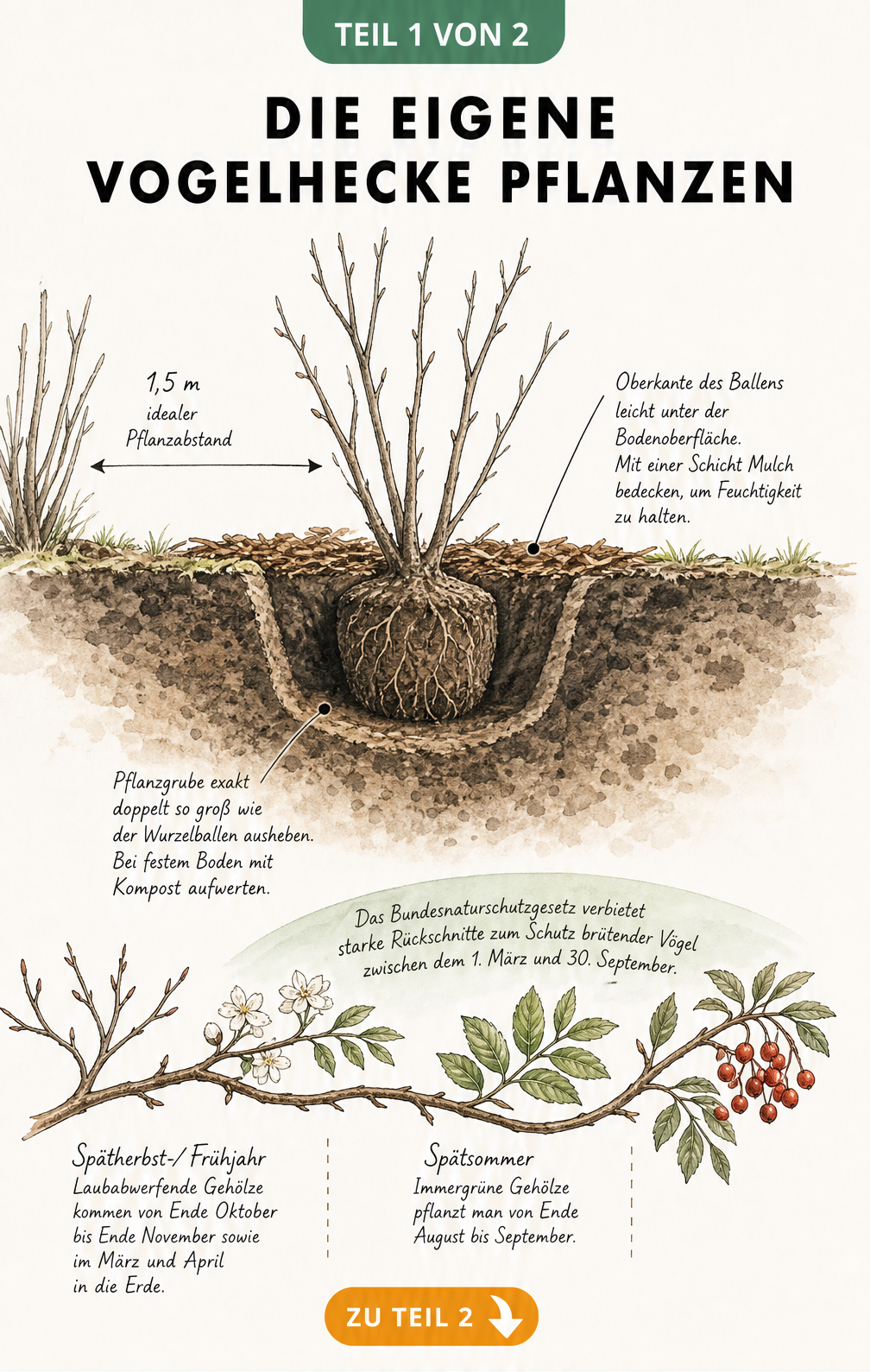 Botanische Querschnitts-Illustration einer frisch gepflanzten Vogelhecke mit Wurzelballen, Pflanzabstand und Jahresverlauf der Pflanzzeiten