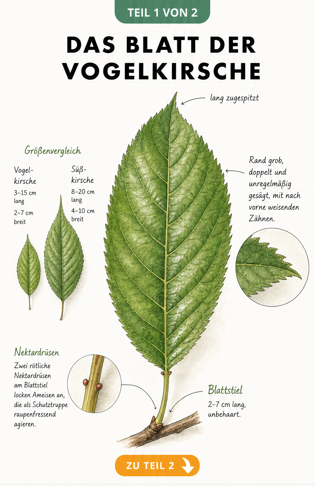 Botanische Illustration eines Vogelkirschenblattes mit Details zu Blattrand, Stiel und Nektardrüsen