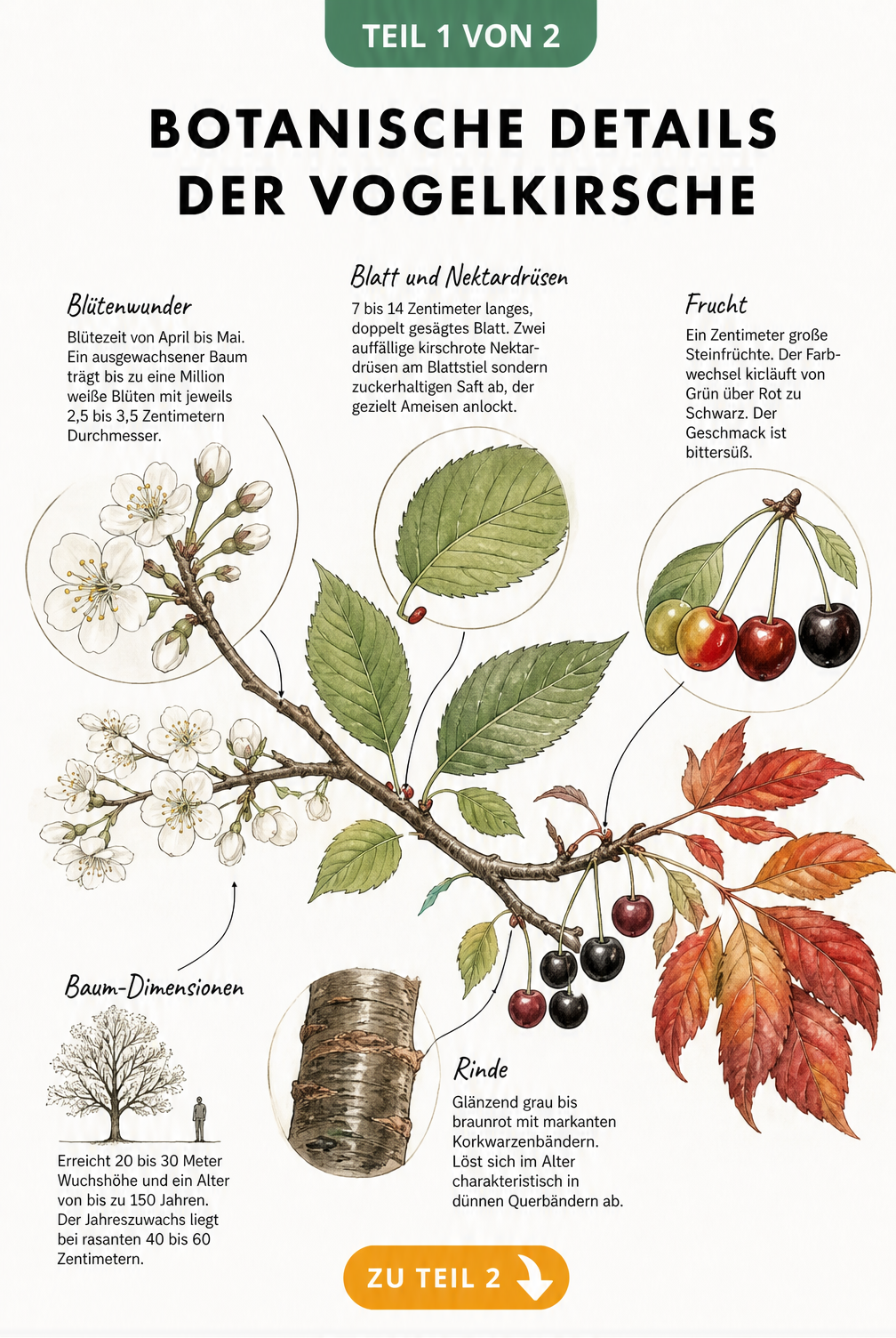 Botanische Illustration eines Vogelkirschen-Zweigs mit Blüten, Blättern und Früchten