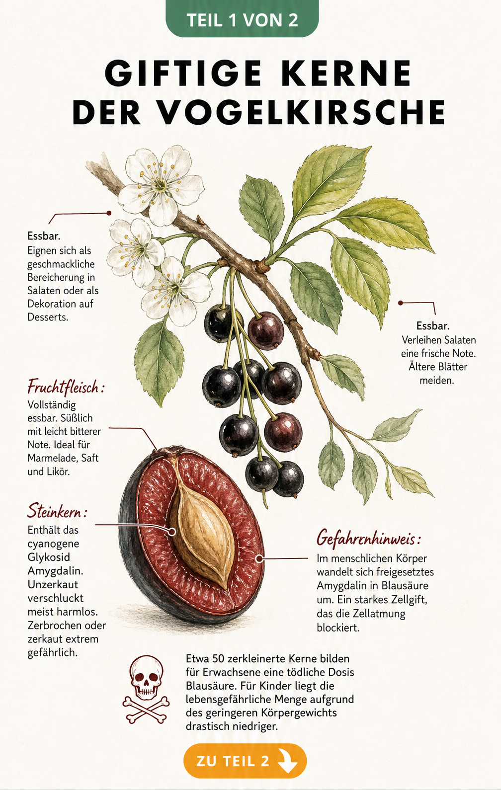 Botanische Illustration eines Vogelkirschen-Zweigs mit Querschnitt der Frucht und Erklärung der giftigen Kerne