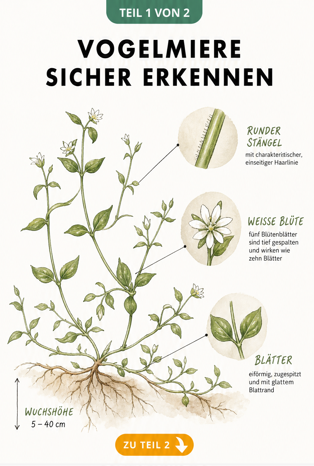 Botanische Illustration der Vogelmiere mit Detailansichten von Stängel, Blüte und Blättern