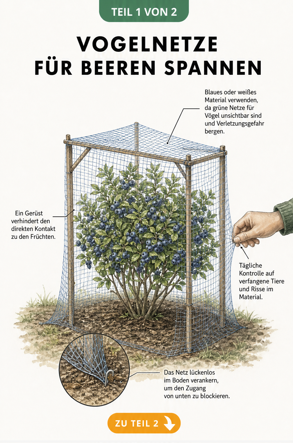 Querschnitt eines Beerenstrauchs mit einem Holzgerüst und einem gespannten blauen Vogelnetz