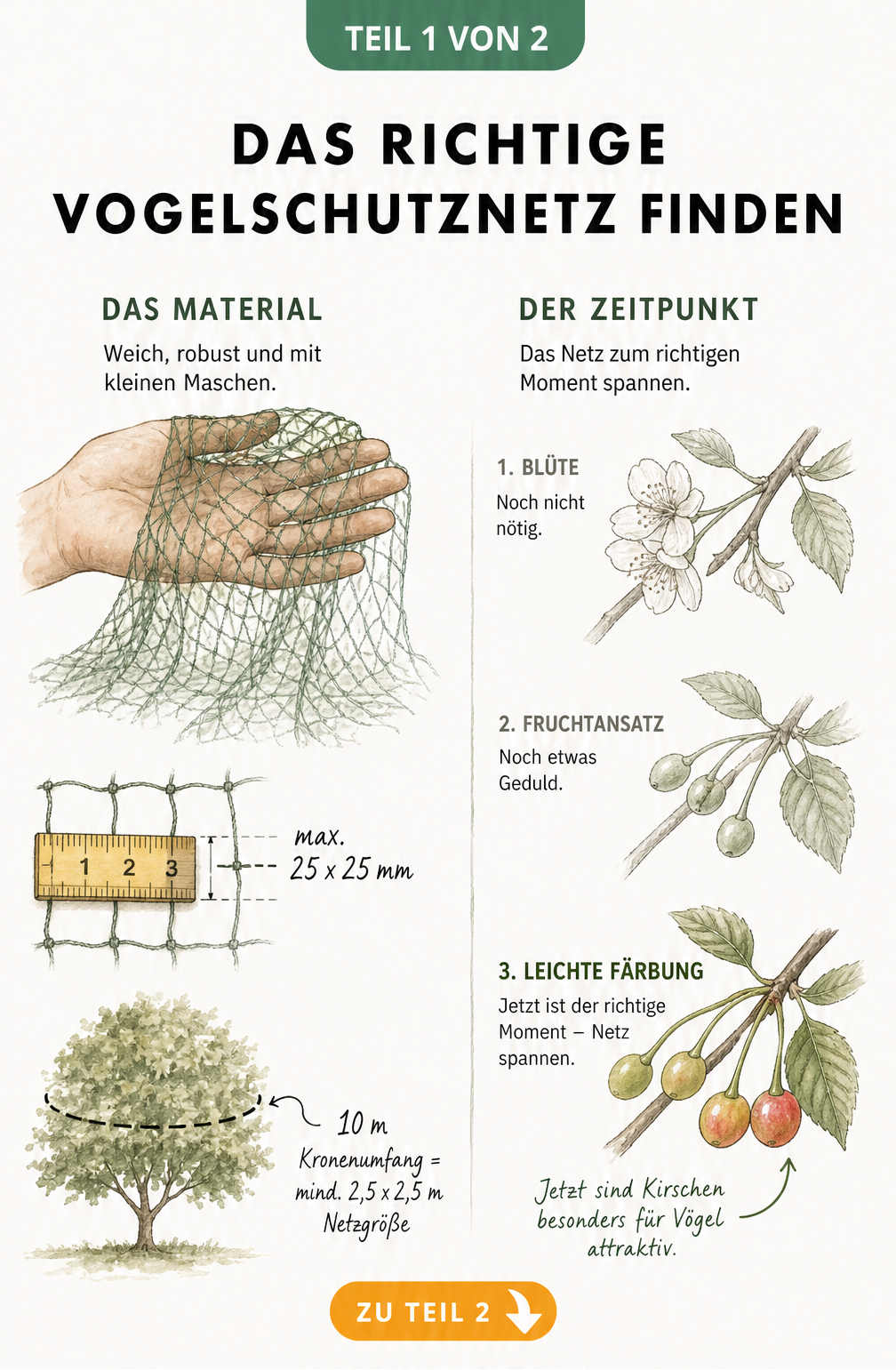 Illustration eines Vogelschutznetzes mit Maßband, das die Maschenweite von 25x25 mm zeigt, sowie die Berechnung der Netzgröße und den optimalen Zeitpunkt zum...