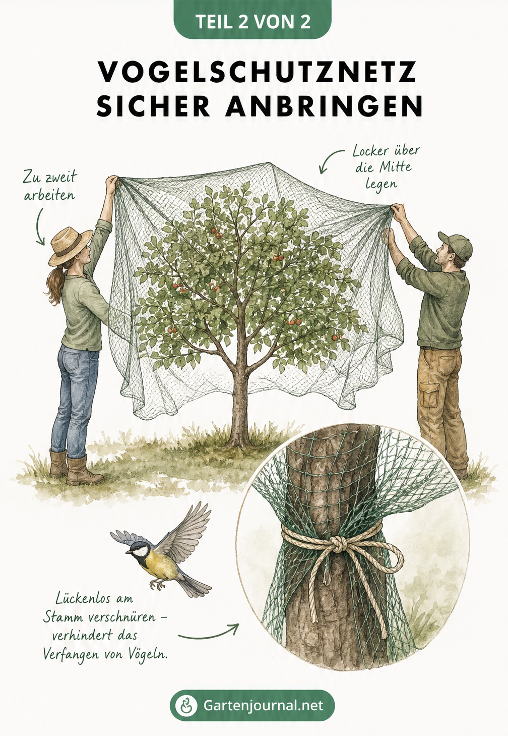 Skizze von zwei Personen, die ein Vogelschutznetz locker über einen Obstbaum legen und es lückenlos am Stamm verschnüren, um Vögel zu schützen.