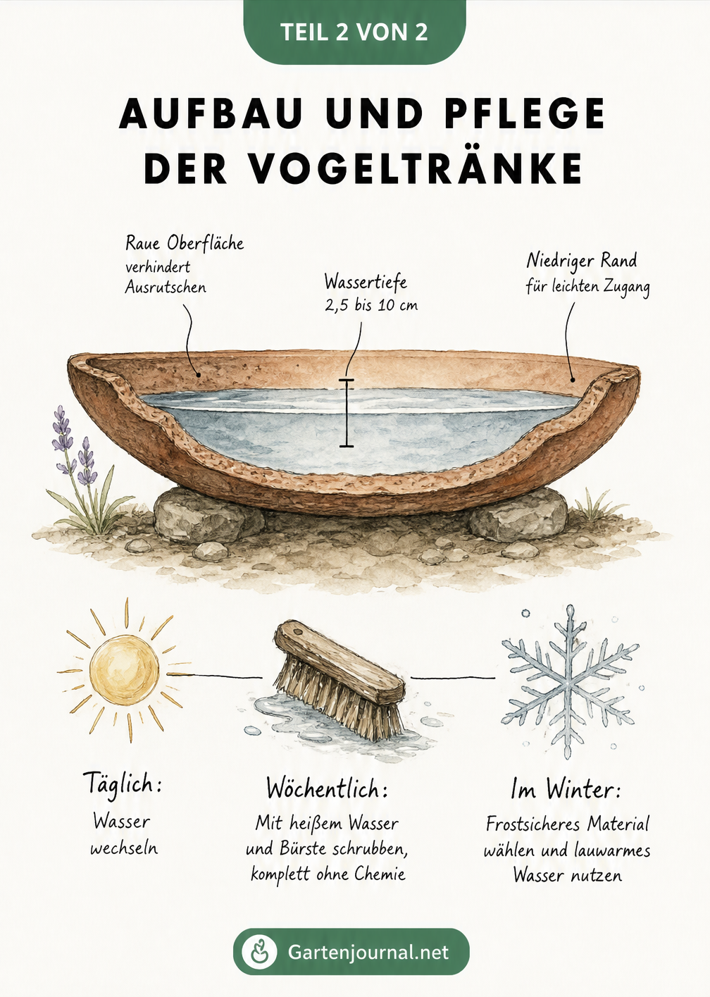 Querschnitt einer Vogeltränke aus Terrakotta mit Hinweisen zu Wassertiefe und Pflegezyklus