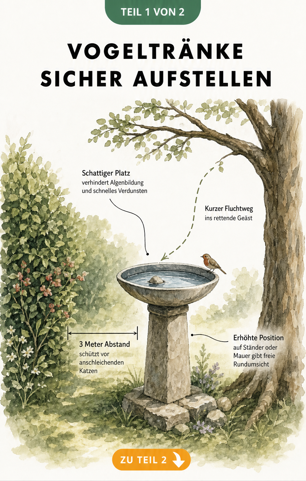 Illustration einer Vogeltränke im Garten mit Maßlinien für den idealen Abstand zu Hecken und Bäumen