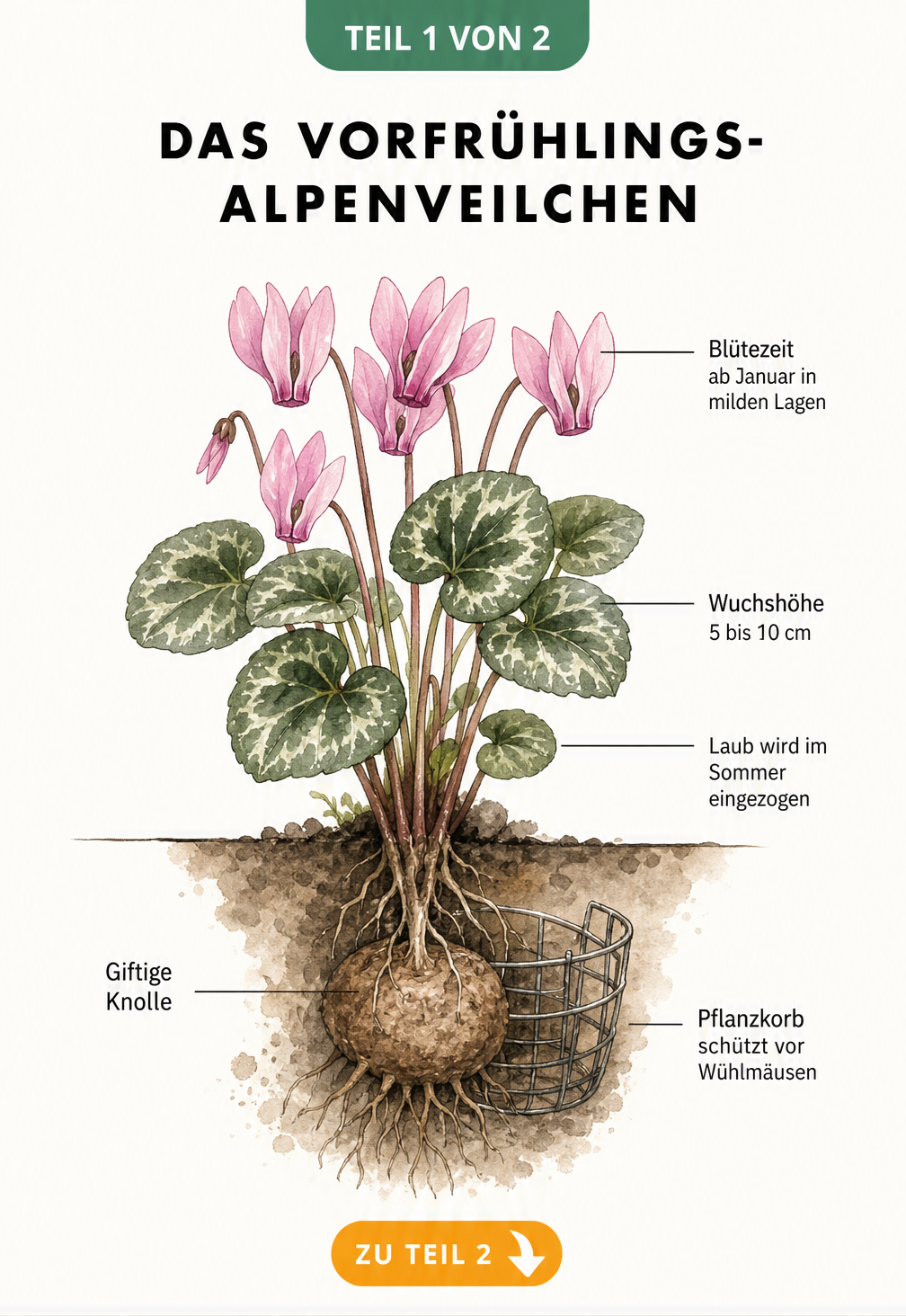 Botanische Illustration des Vorfrühlings-Alpenveilchens mit Blüte, Blättern und Knolle im Querschnitt