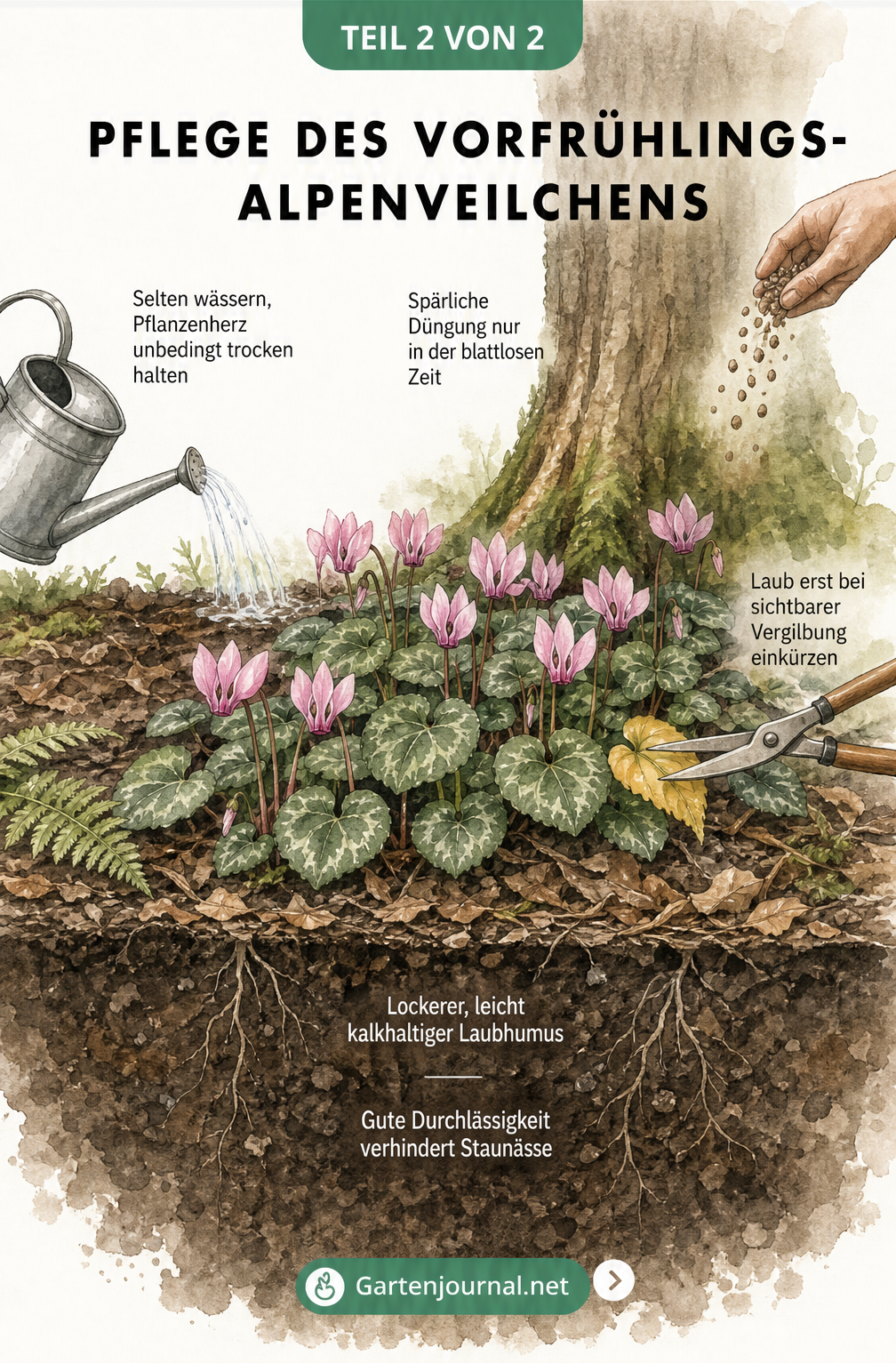 Illustrierte Gartenszene zur Pflege des Vorfrühlings-Alpenveilchens mit Tipps zu Gießen, Düngen und Schnitt