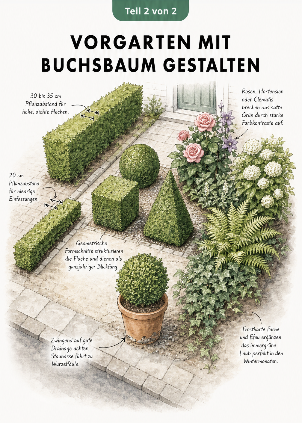 Isometrische Darstellung eines Vorgartens mit Buchsbaumhecken, Formschnitten und passenden Begleitpflanzen
