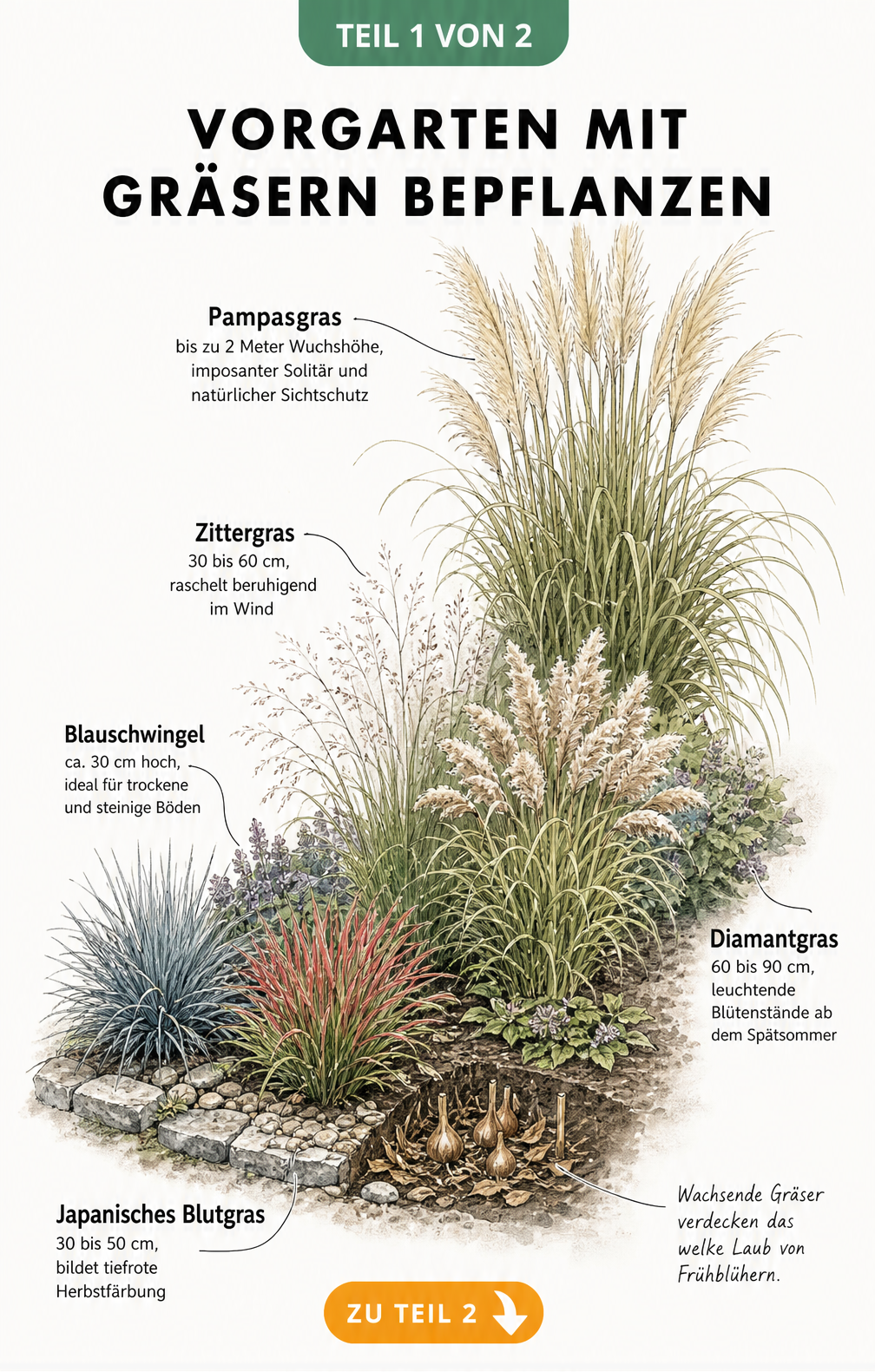 Querschnitt eines Gartenbeets mit verschiedenen Gräsern wie Blauschwingel, Japanisches Blutgras, Zittergras, Diamantgras und Pampasgras, gestaffelt nach...