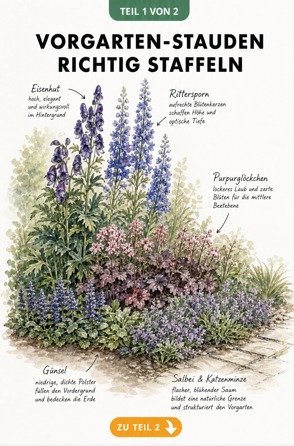 Handgezeichnete Schnittansicht eines Gartenbeets mit Höhenstaffelung von Stauden wie Eisenhut, Rittersporn, Purpurglöckchen, Günsel, Salbei und Katzenminze.