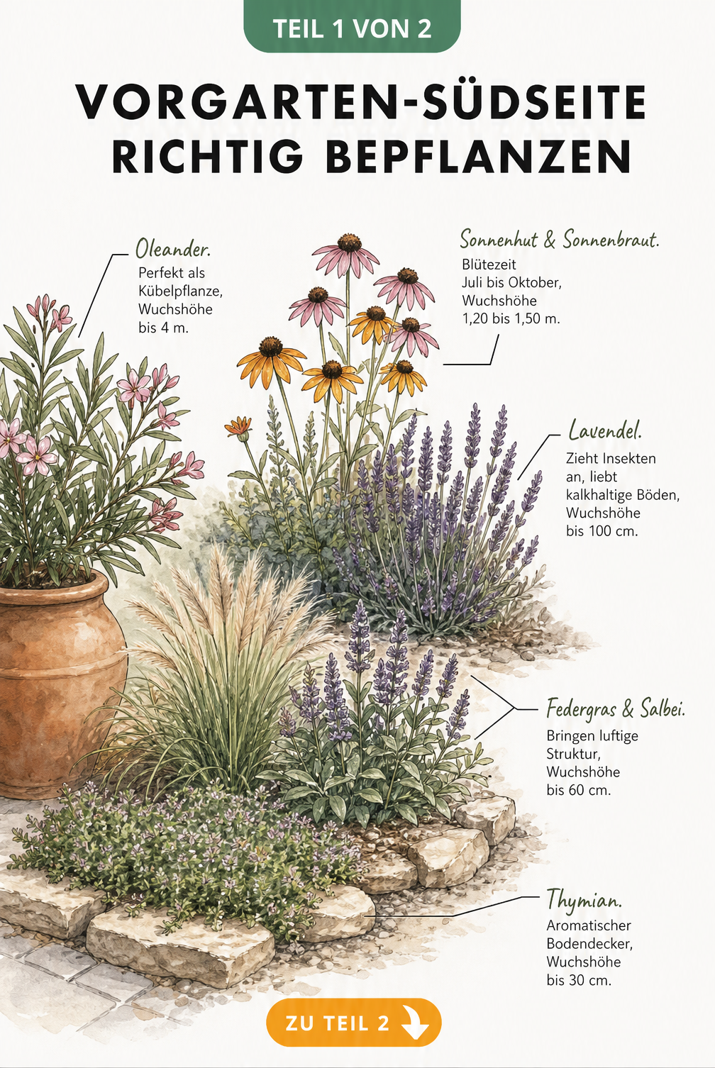 Illustration einer gestaffelten Beet-Ansicht mit Thymian, Federgras, Salbei, Lavendel, Sonnenhut, Sonnenbraut und Oleander im Topf