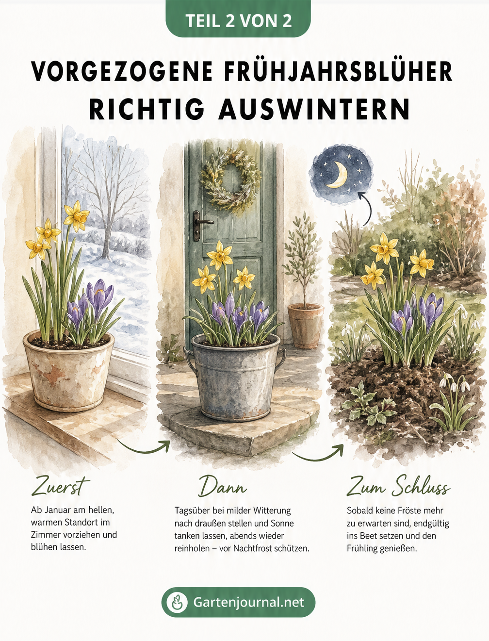 Illustration des Auswinterns von Frühjahrsblühern: Vom warmen Zimmer über den geschützten Außenbereich bis ins Gartenbeet.