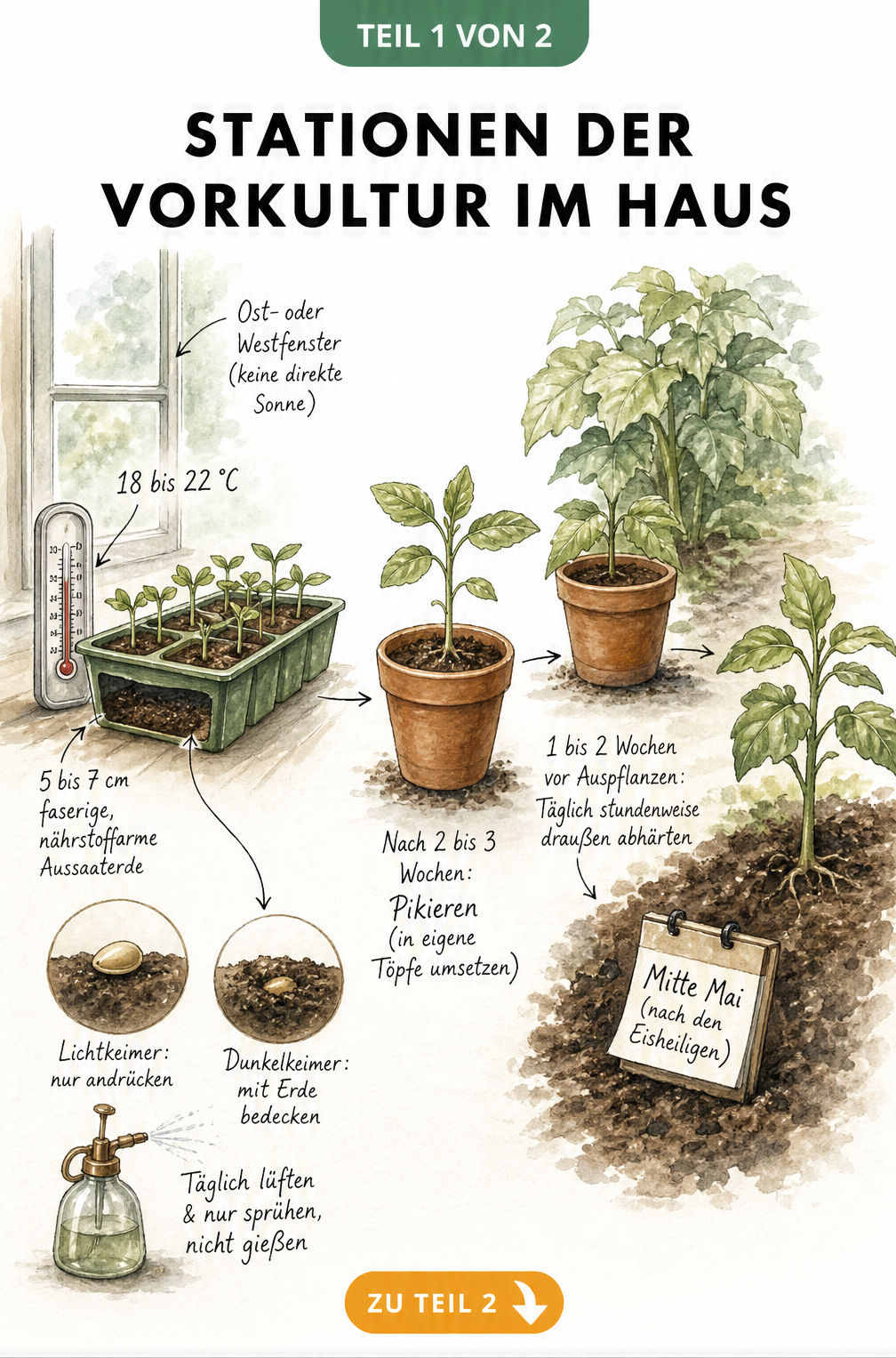 Illustration der Stationen einer Vorkultur im Haus von der Aussaat auf der Fensterbank bis zum Auspflanzen ins Beet