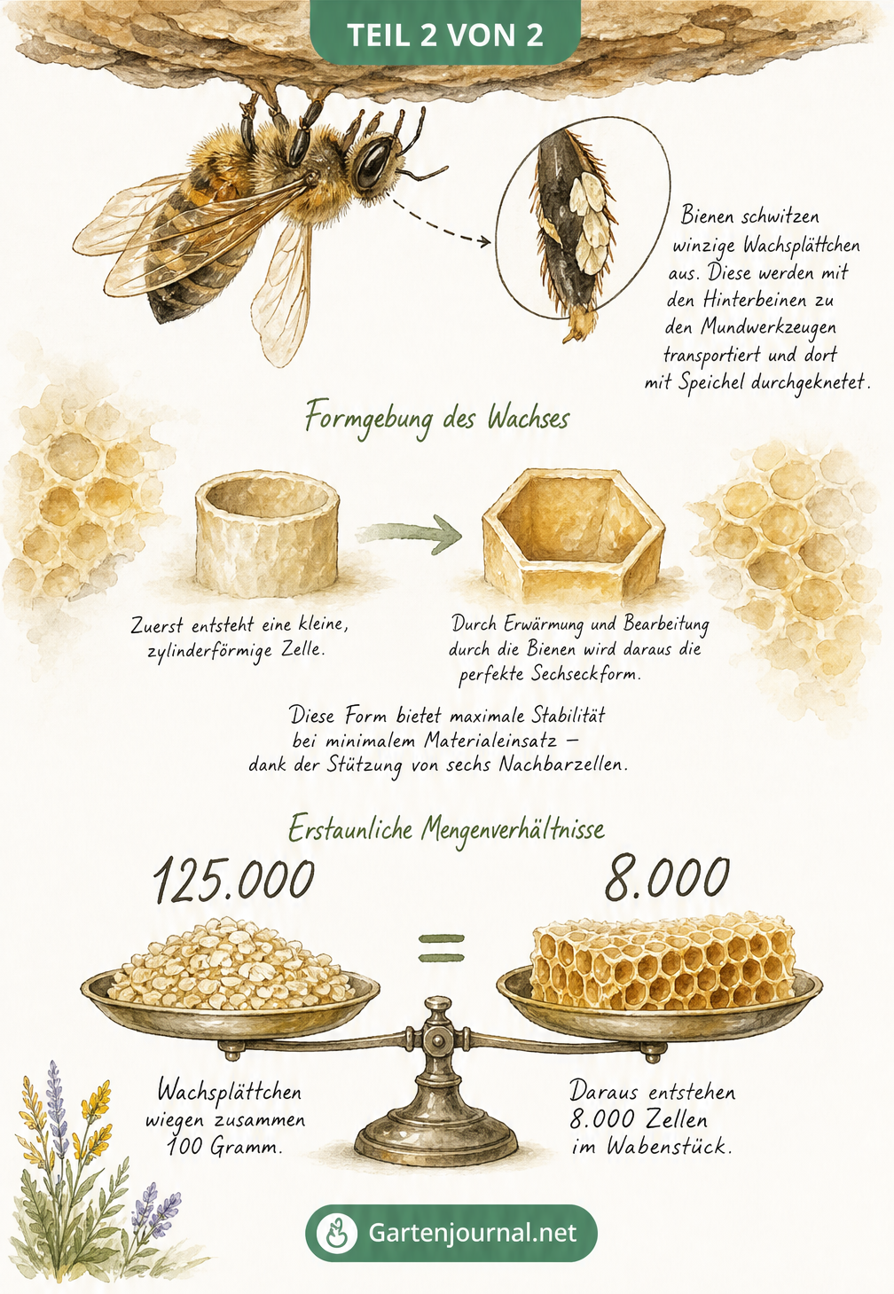 Skizze des Wabenbaus durch Bienen, von Wachsplättchen zur perfekten sechseckigen Zelle