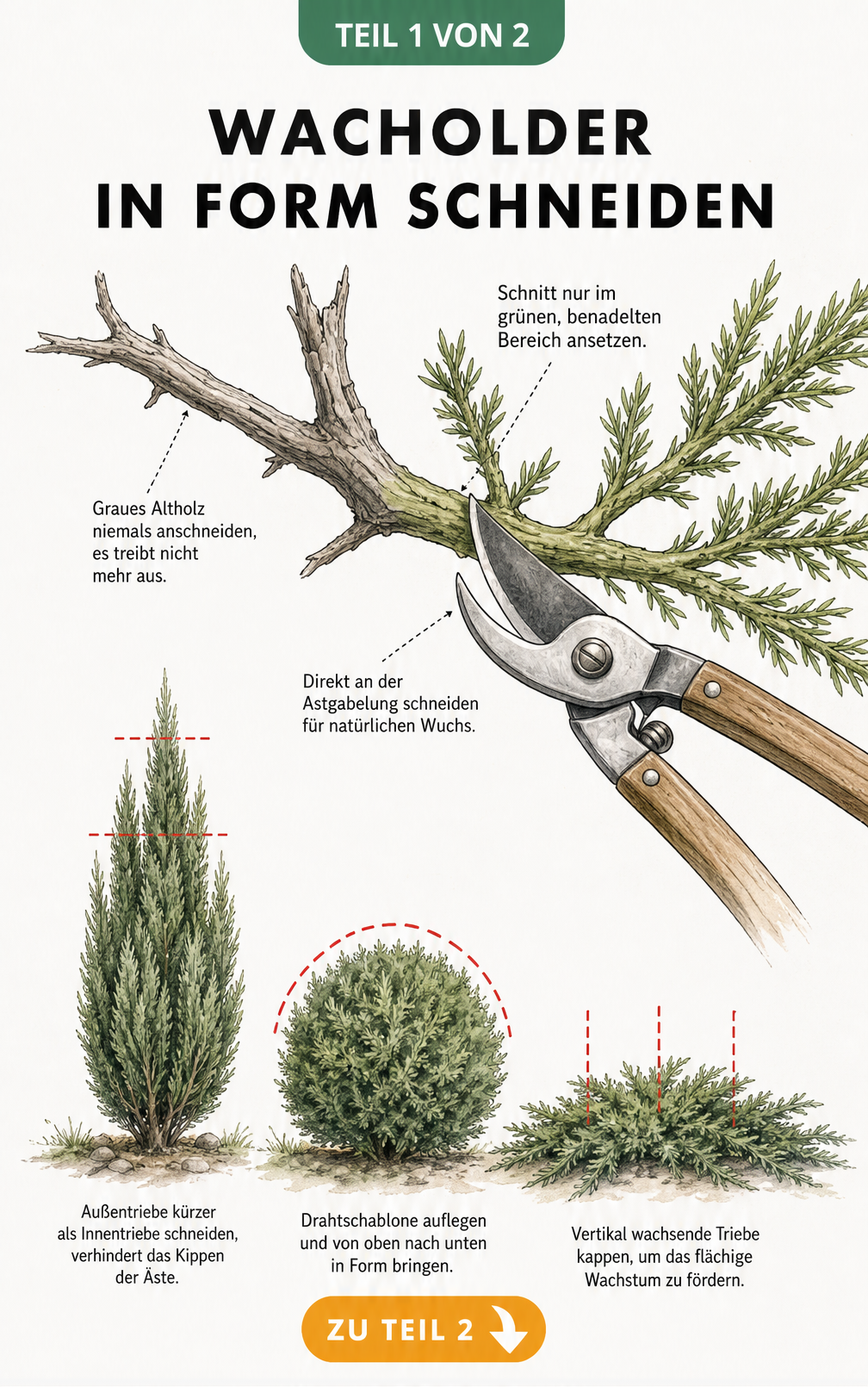 Botanische Illustration eines Wacholderzweigs mit Schnittführung und drei Wacholder-Wuchsformen