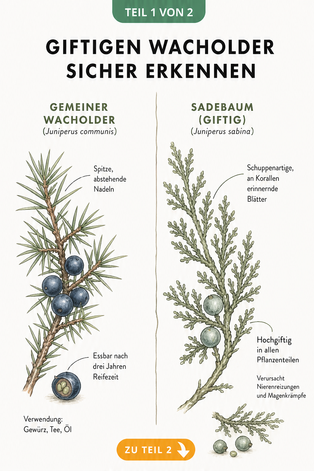 Botanische Gegenüberstellung von essbarem Gemeinen Wacholder und giftigem Sadebaum mit Blättern und Beeren