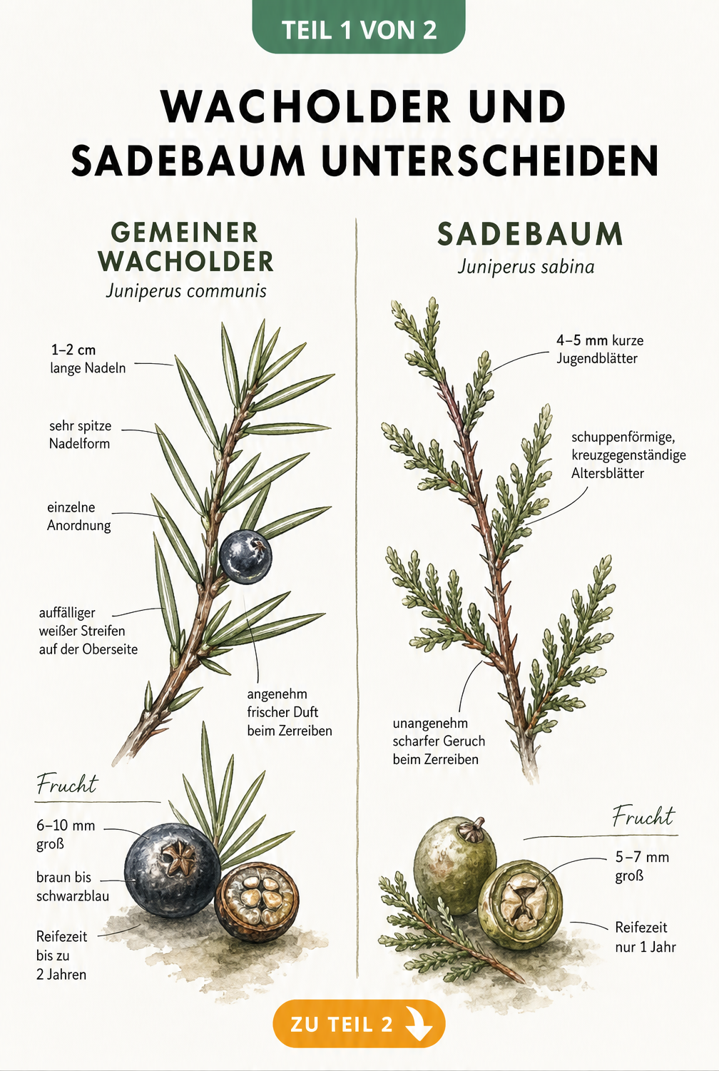 Botanische Illustration von Wacholder und Sadebaum mit Details zu Zweigen, Blättern und Früchten
