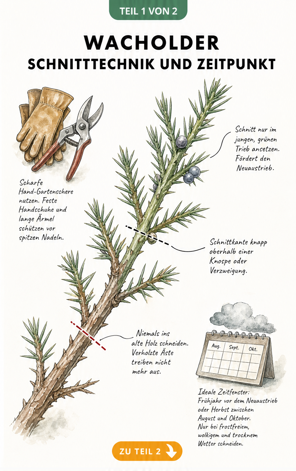 Botanische Illustration eines Wacholderzweigs mit Markierungen für den richtigen Schnitt im grünen Trieb und Warnung vor dem Schnitt ins alte Holz.