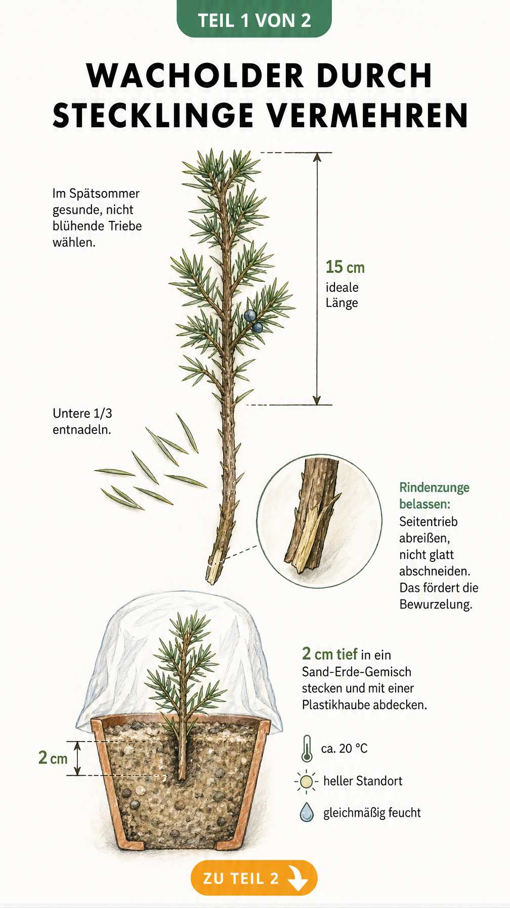 Botanische Illustration eines Wacholderstecklings mit Rindenzunge, der in einem Topf mit Sand-Erde-Gemisch unter einer Plastikhaube wurzelt.