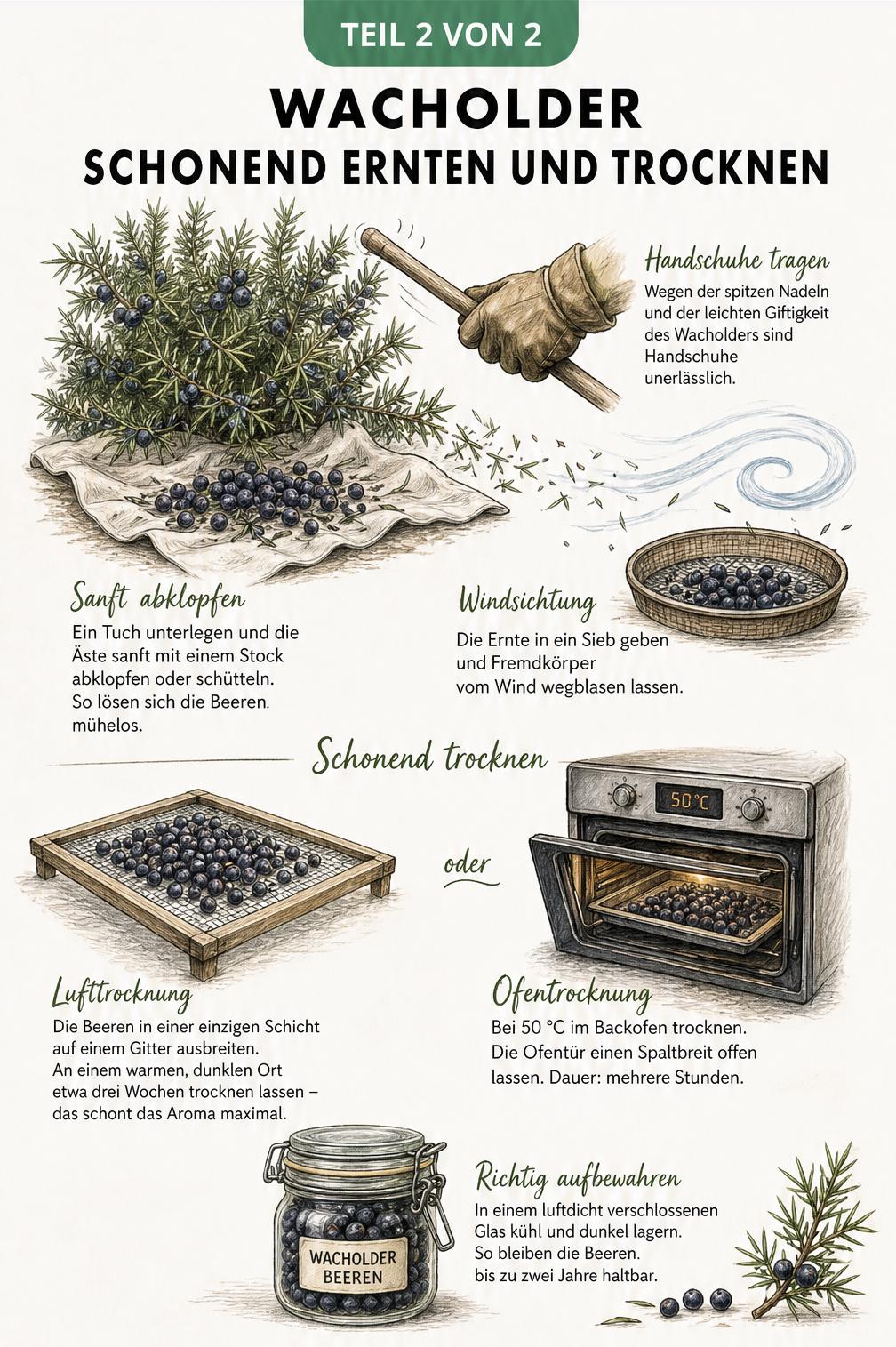Illustration zur Ernte von Wacholderbeeren durch Abklopfen auf ein Tuch und anschließende Trocknung an der Luft oder im Backofen.