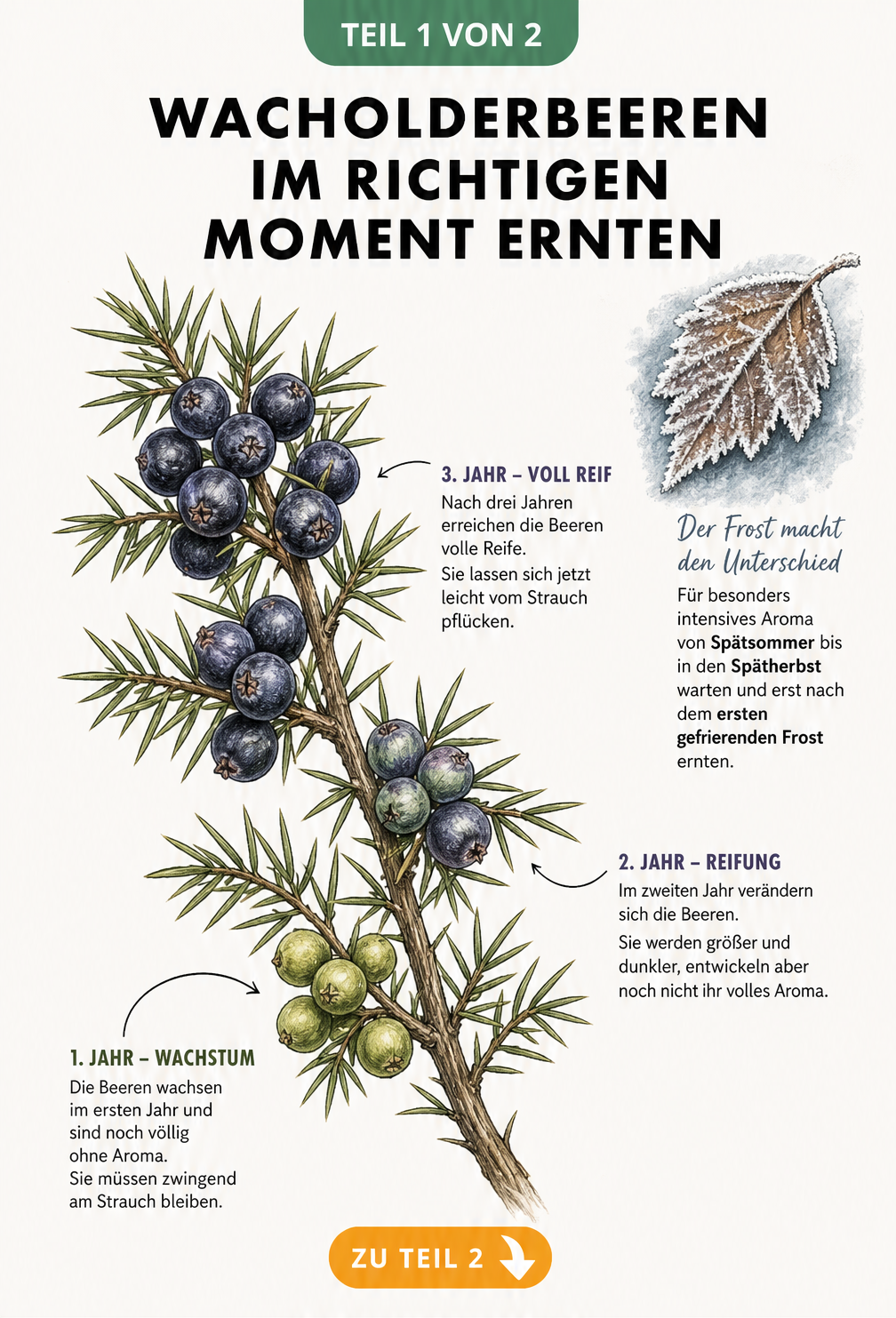 Botanische Illustration eines Wacholderzweigs, die den dreijährigen Reifezyklus der Beeren von grün bis blauschwarz zeigt.