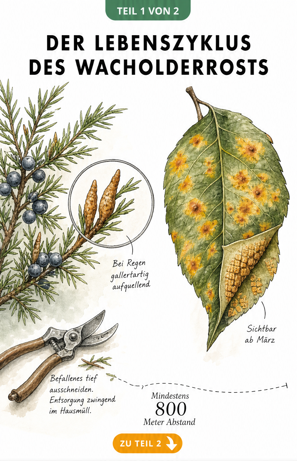 Illustration des Wacholderrosts mit befallenem Wacholderzweig und Birnbaumblatt
