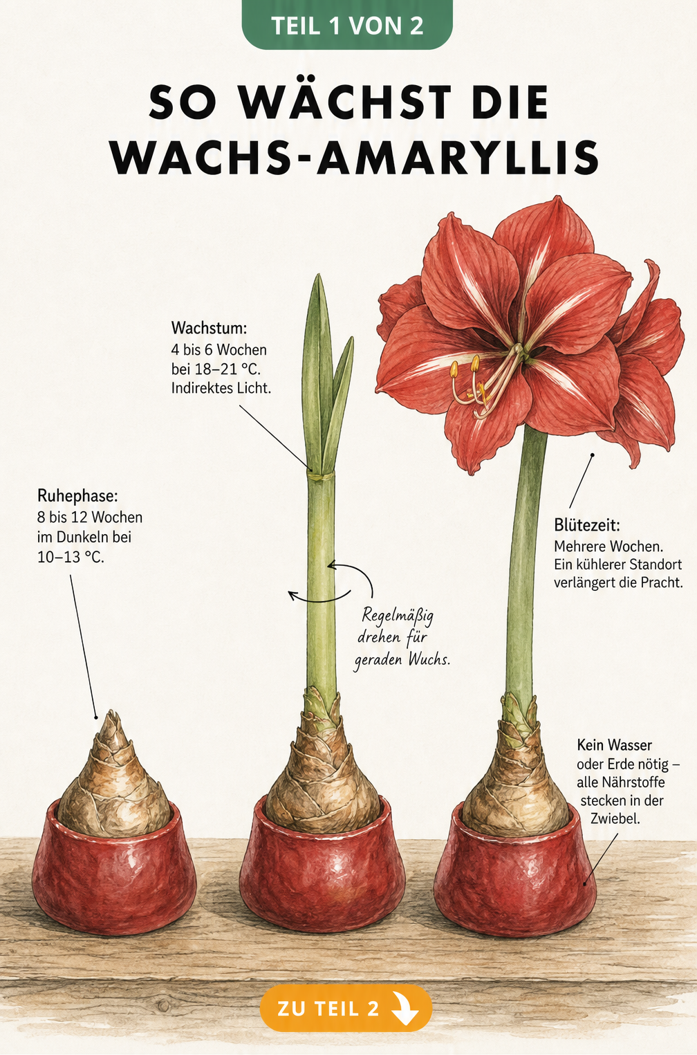 Botanische Illustration des Lebenszyklus einer Wachs-Amaryllis in drei Stadien: Ruhephase, Wachstum und Blütezeit.