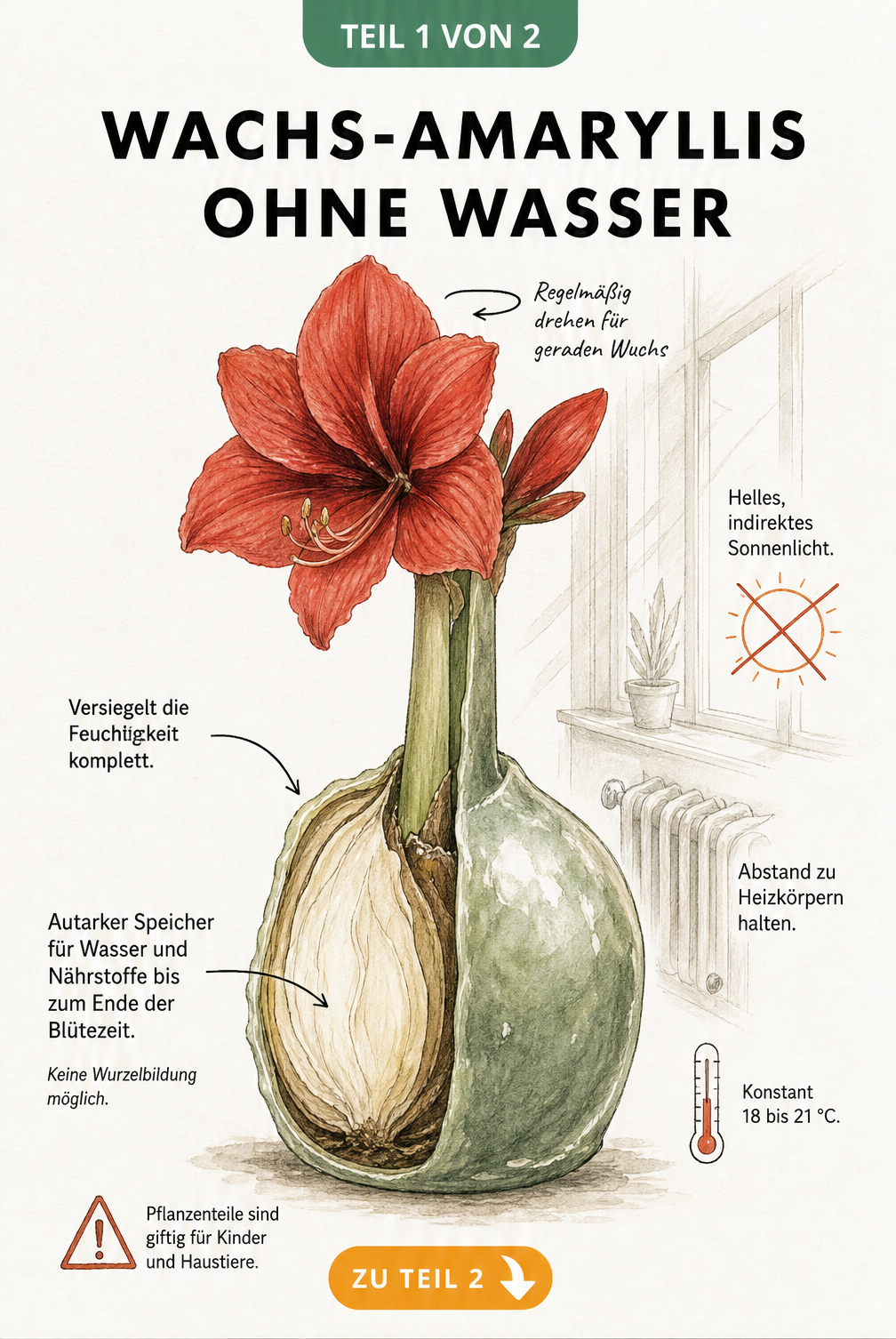 Illustration einer Wachs-Amaryllis im Querschnitt mit Hinweisen zu Standort, Temperatur und Pflege