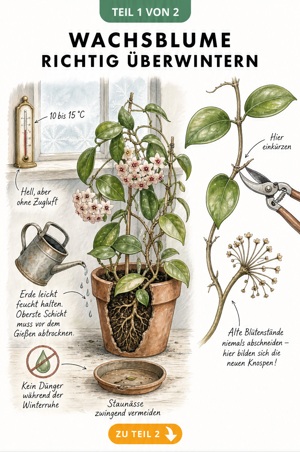Botanische Illustration einer Wachsblume im Topf auf einer Fensterbank mit Pflegehinweisen zum Überwintern