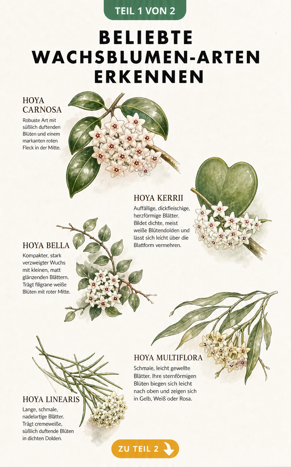 Botanische Illustration von fünf beliebten Wachsblumen-Arten: Hoya carnosa, kerrii, bella, multiflora und linearis mit Blättern und Blüten