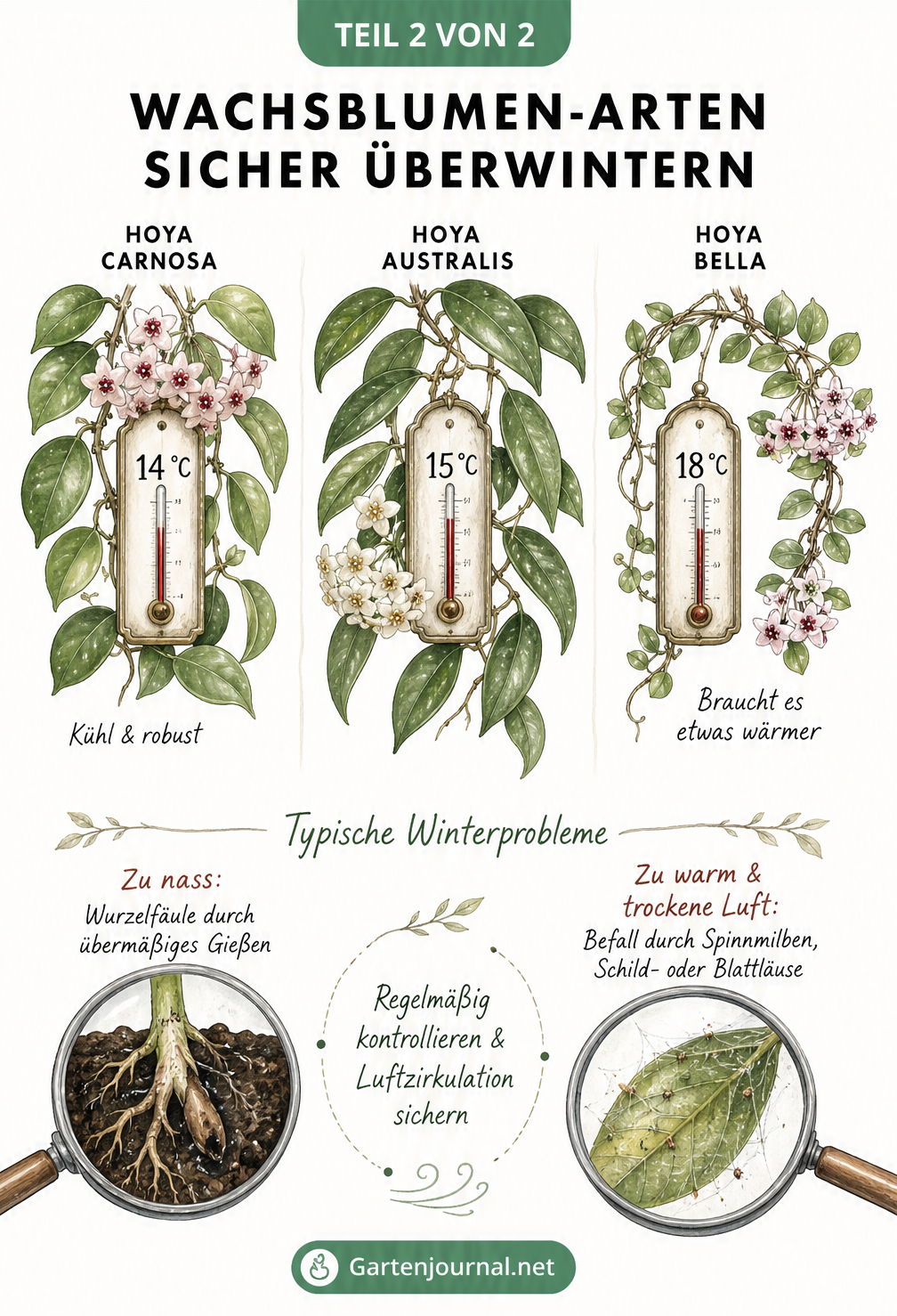 Botanisches Schaubild verschiedener Hoya-Arten mit ihren Temperaturansprüchen und typischen Winterproblemen wie Wurzelfäule