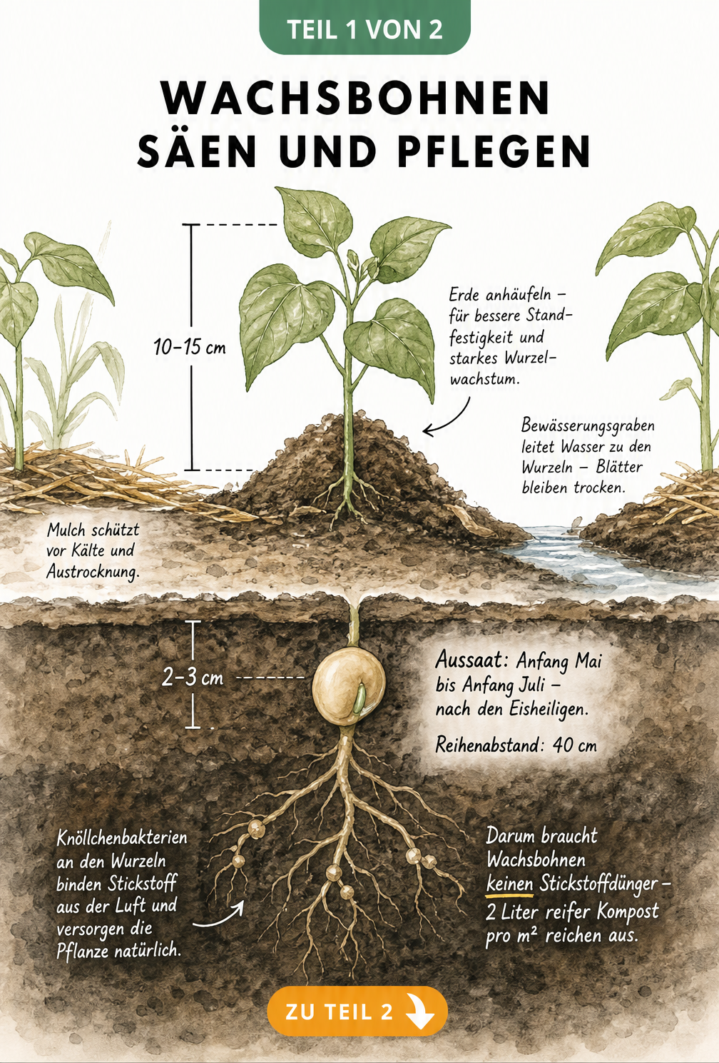 Botanische Querschnitt-Illustration eines Gartenbeets mit Wachsbohnen, die Saattiefe, Wurzelwachstum und Pflegebedingungen zeigt.