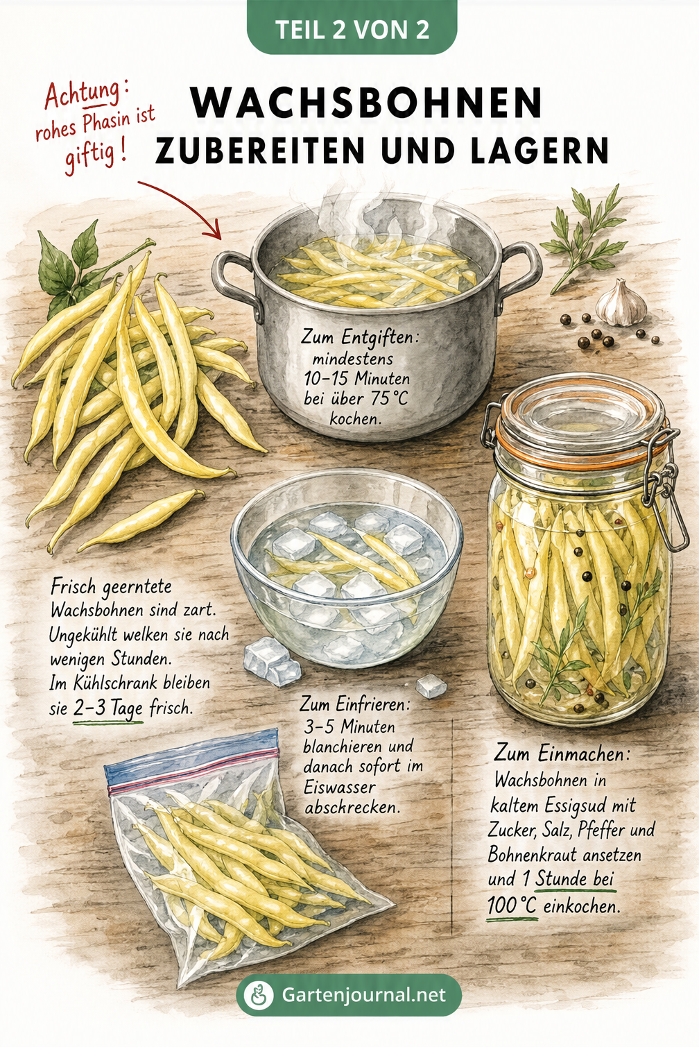 Aquarell-Illustration zur Zubereitung und Lagerung von Wachsbohnen, inklusive Kochen, Einfrieren und Einkochen.