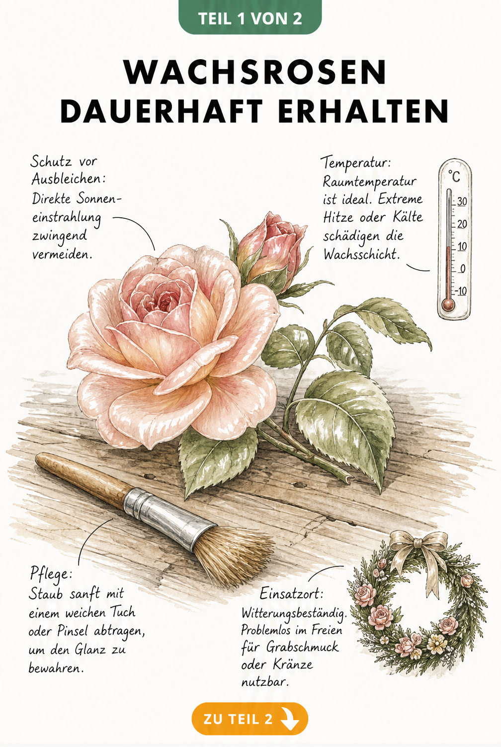 Botanische Illustration einer Wachsrose mit Pflegetipps zu Temperatur, Reinigung und Standort