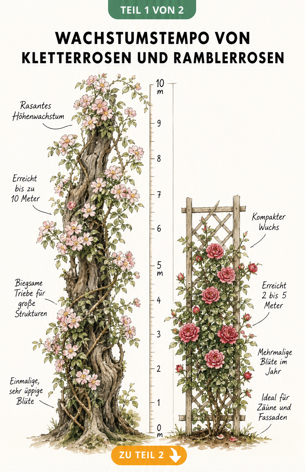 Botanische Illustration: Vergleich des Höhenwachstums von Ramblerrosen bis 10 Meter und Kletterrosen bis 5 Meter