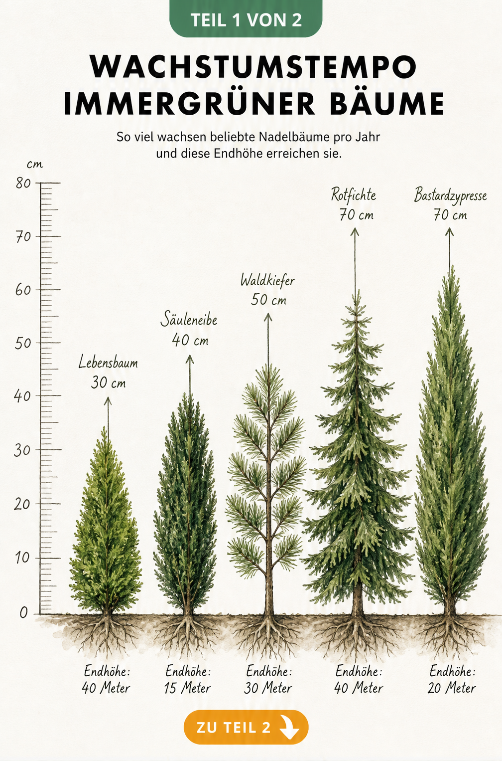 Botanische Illustration des jährlichen Wachstums von fünf immergrünen Nadelbäumen wie Lebensbaum und Bastardzypresse