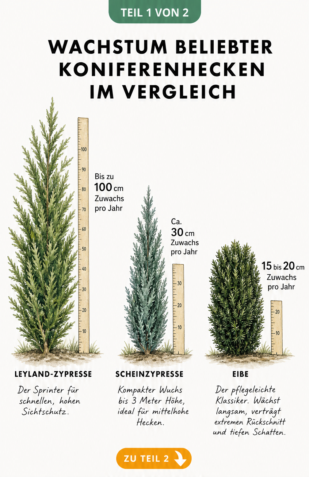 Vergleich des jährlichen Wachstums von Leyland-Zypresse, Scheinzypresse und Eibe als Koniferenhecke