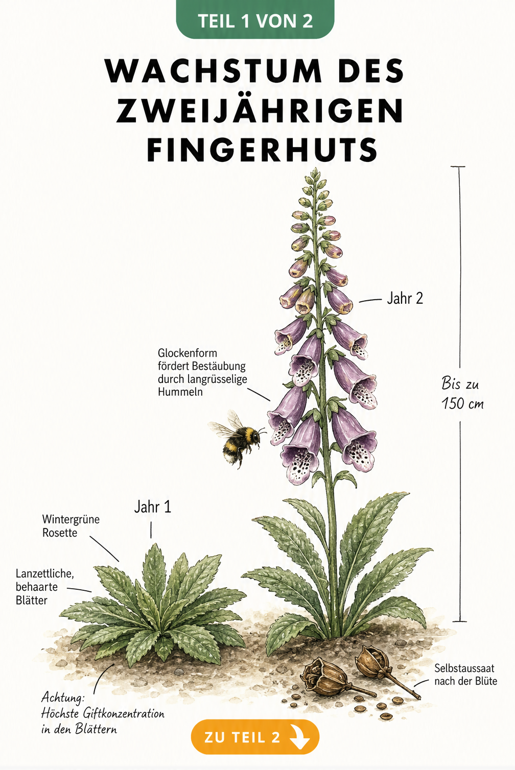 Botanische Illustration des zweijährigen Fingerhuts, die das Wachstum von der wintergrünen Rosette im ersten Jahr bis zur 150 cm hohen blühenden Pflanze im...