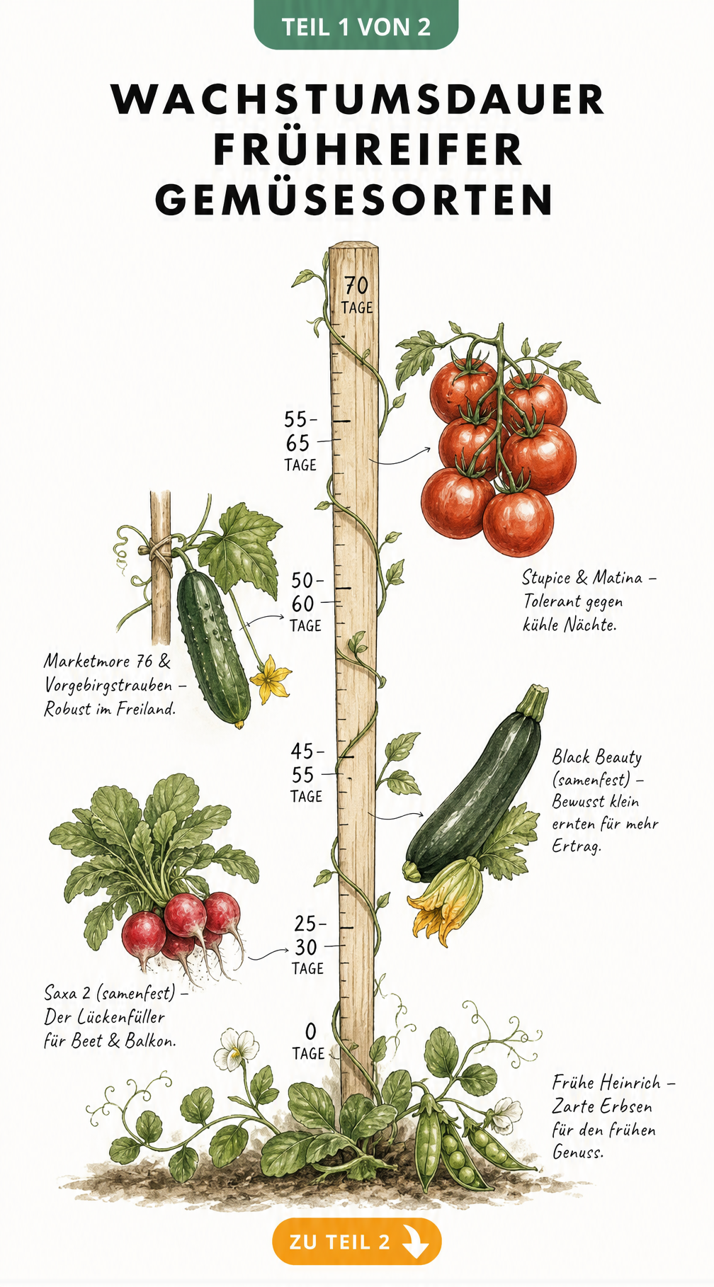 Illustrierter Zeitstrahl mit der Wachstumsdauer frühreifer Gemüsesorten wie Radieschen, Zucchini, Gurke und Tomate