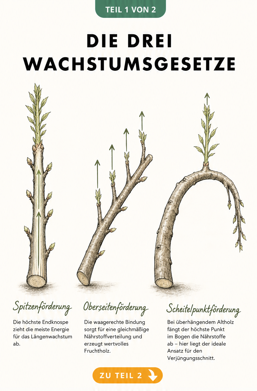 Illustration der drei Wachstumsgesetze bei Laubbäumen: Spitzenförderung, Oberseitenförderung und Scheitelpunktförderung an Ästen