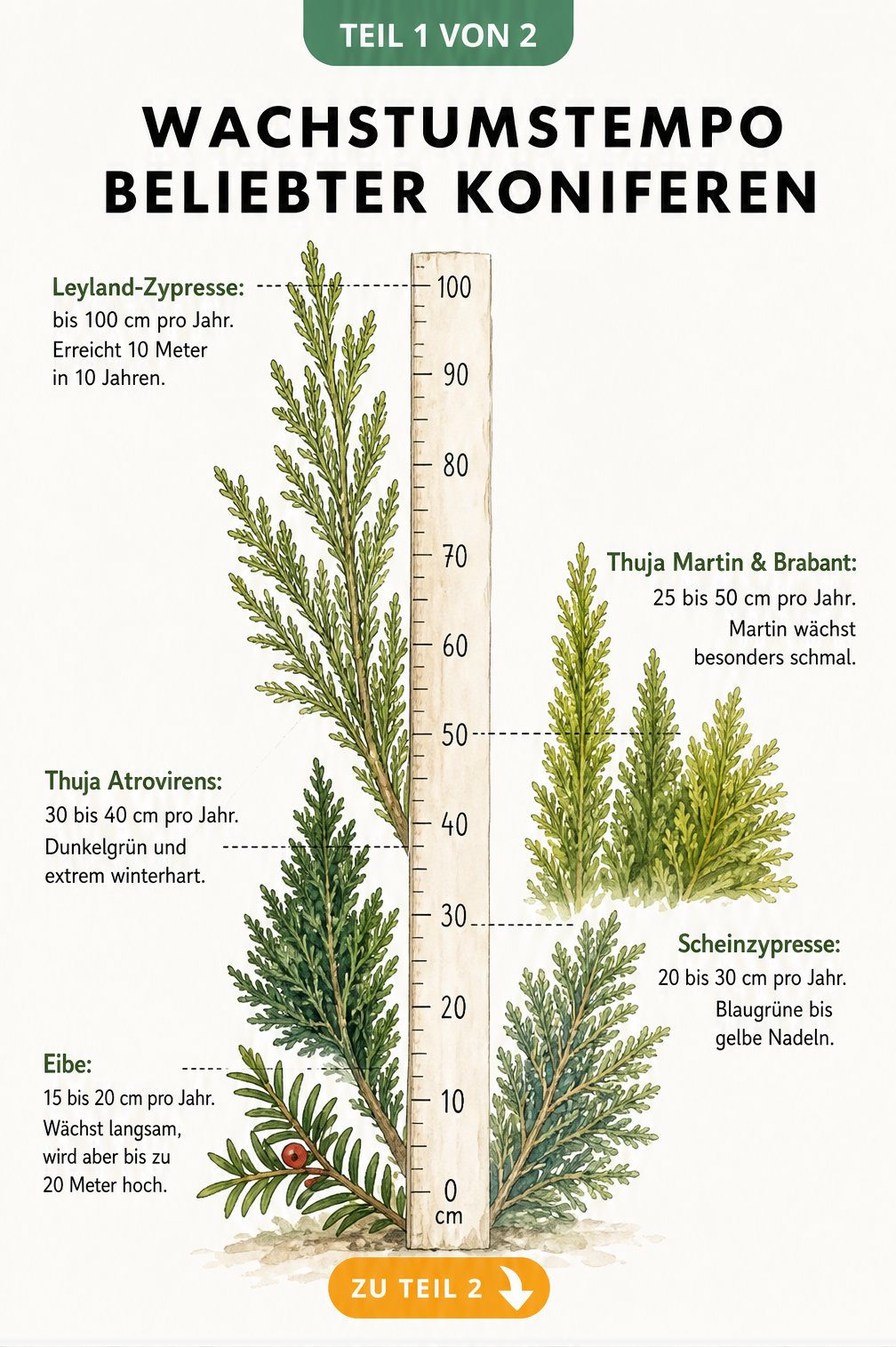 Botanische Tafel mit Messlatte, die das jährliche Wachstum von Leyland-Zypresse, Thuja, Scheinzypresse und Eibe in Zentimetern zeigt.