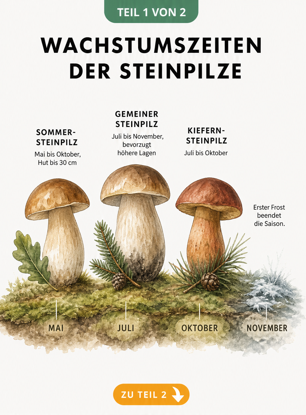 Zeitachse der Wachstumszeiten von Sommer-Steinpilz, Gemeinem Steinpilz und Kiefernsteinpilz von Mai bis November