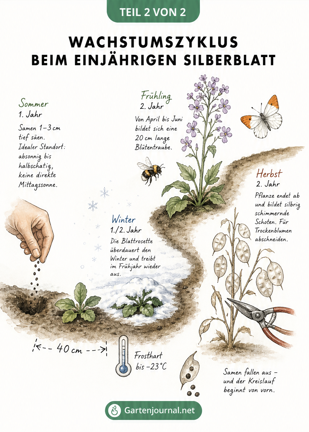 Aquarell-Zeitstrahl des Wachstumszyklus vom Einjährigen Silberblatt von der Aussaat bis zur Samenernte