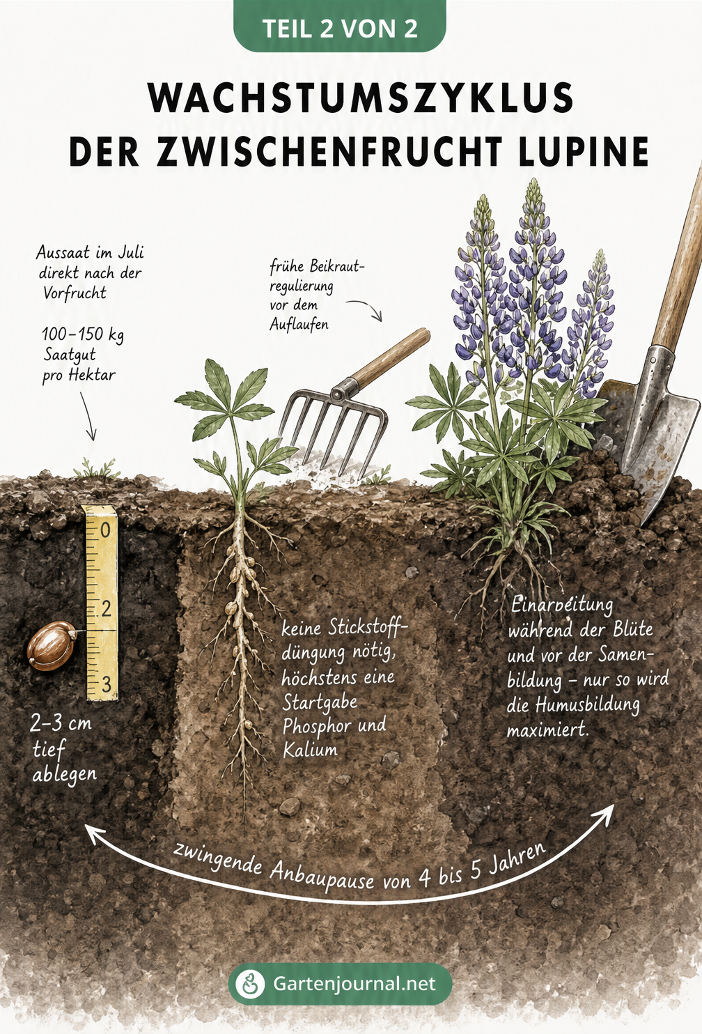 Querschnitt eines Ackerbodens, der den Wachstumszyklus der Lupine von der Aussaat bis zur Einarbeitung zeigt