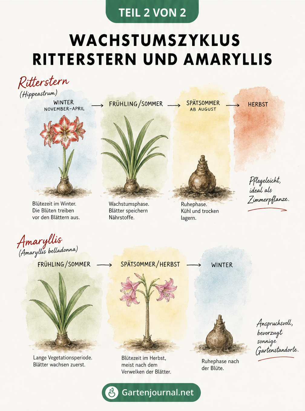 Wachstumszyklus von Ritterstern und Amaryllis im Vergleich über die Jahreszeiten