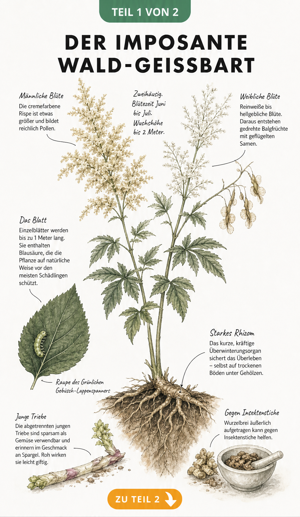 Botanische Illustration des Wald-Geißbarts mit Wurzelwerk, Blatt und männlichen sowie weiblichen Blüten