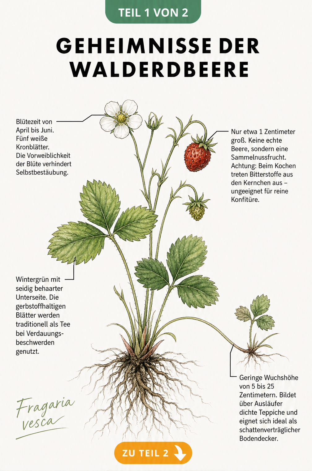 Botanische Illustration einer Walderdbeere mit Wurzeln, Ausläufer, Blatt, Blüte und Frucht