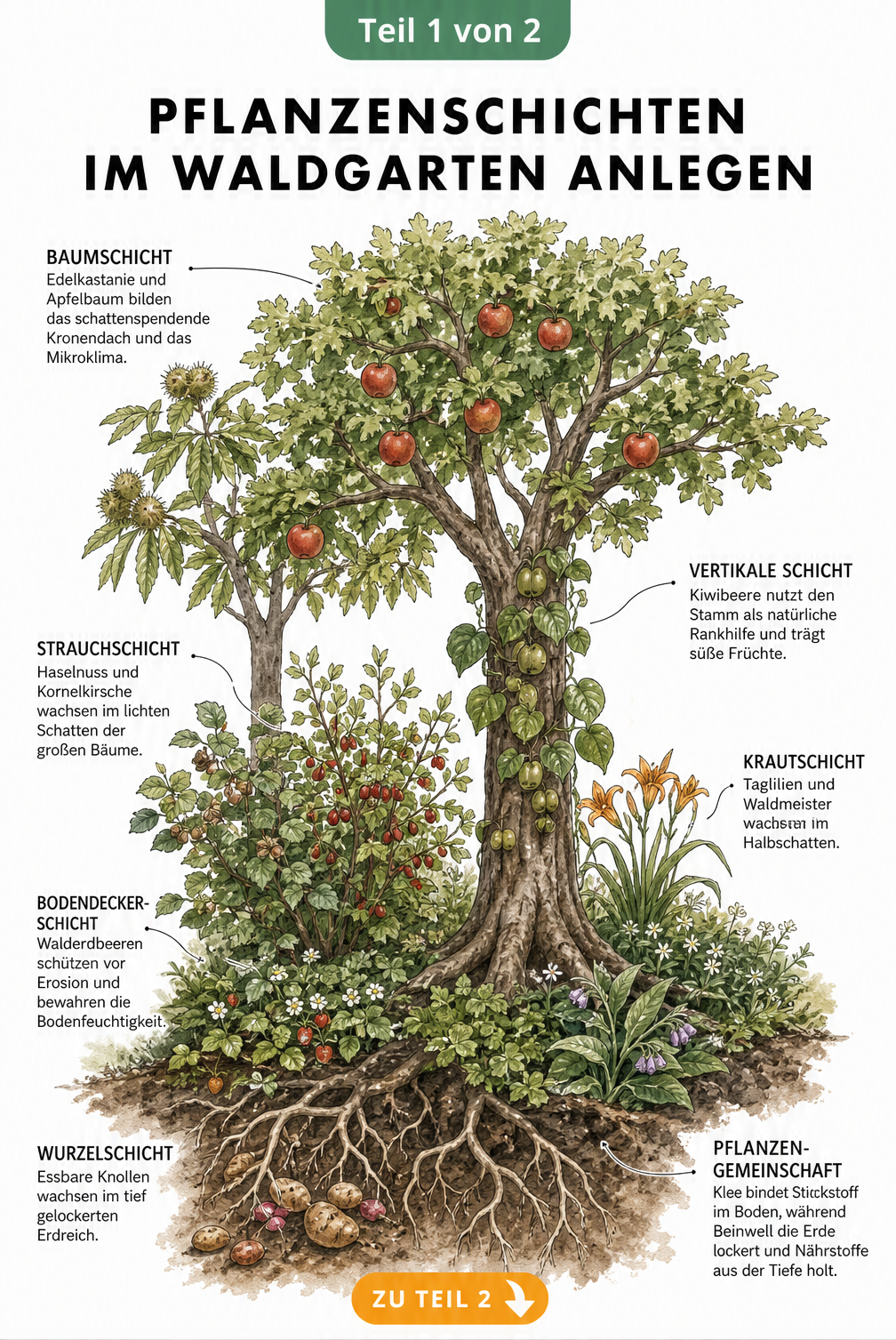 Querschnitt eines Waldgartens mit Apfelbaum, Edelkastanie und verschiedenen Pflanzenschichten von der Baumkrone bis zur Wurzel